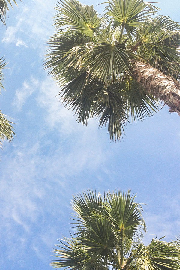 Palm trees for wax production