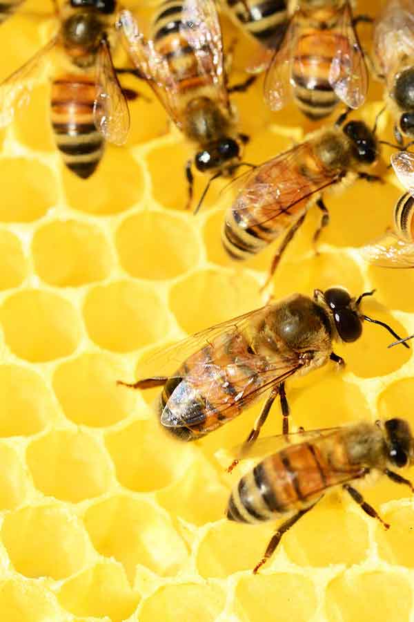 Honeycombs with bees